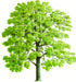 Life Tree